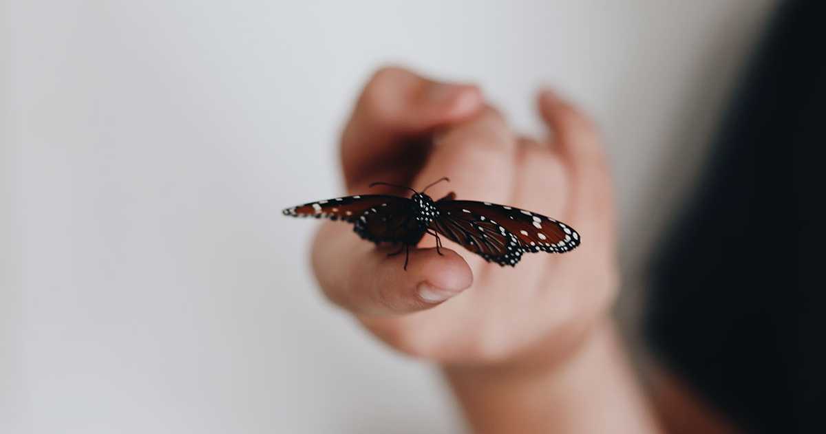 Closeup of a butterfly sitting on the tip of the someone's index finger